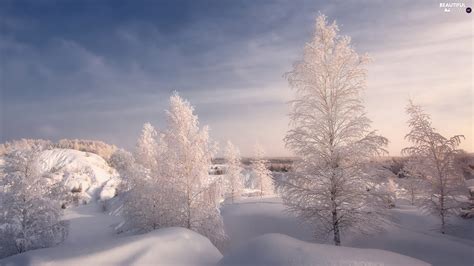Frosty Winter Viewes Drifts Trees Snow Beautiful Views