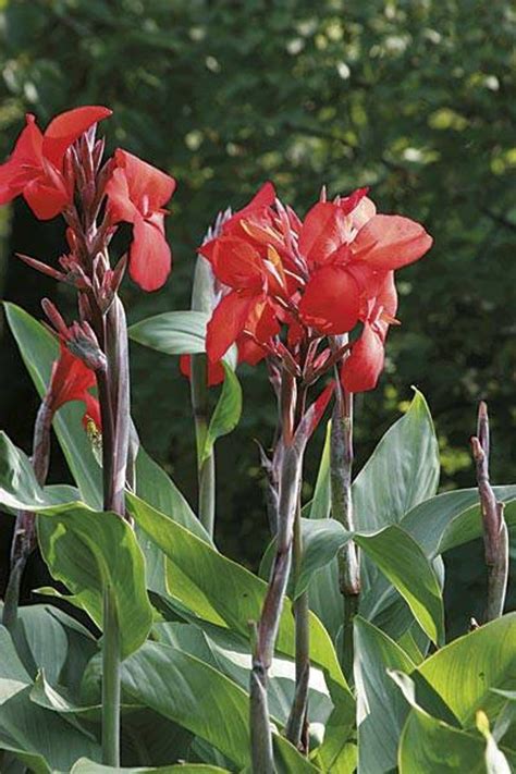 Huge Red Canna Lily Live Plant Beautiful Red Flower In Canna