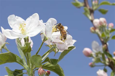 Featured Photo Honey Bee On An Apple Blossom Usda Ars