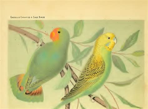 Kiwis Angels The Illustrated Book Of Canaries And Cage Birds 1878