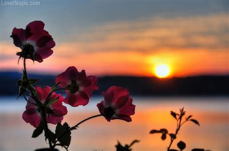 Beautiful Flower Sunset Nature Photography Dream To Meet