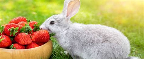 Tiene un conejo de pelo largo como mascota. ¿Puede el conejo comer fruta? Alimentos y cantidades ...