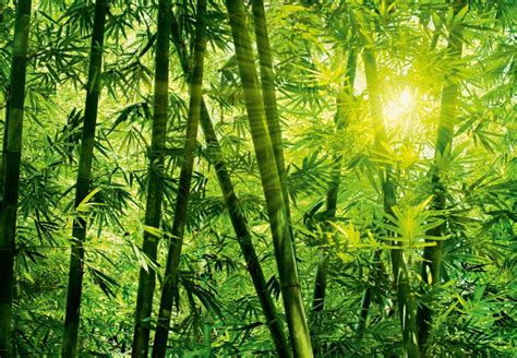 Mural Ref 00123 Bamboo Forest Papel De Parede Online