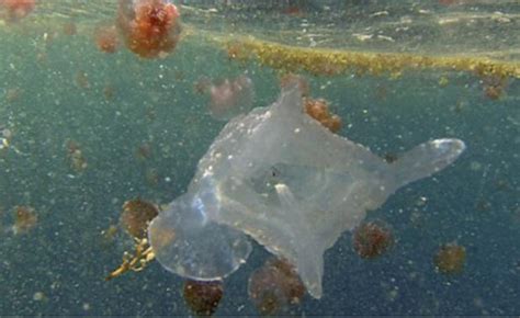 Irukandji Warning As Jellyfish Sighted At Ningaloo The West Australian