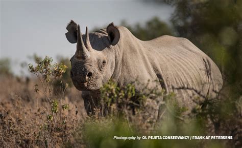 Remembering Sudan What The Loss Of The Last Male Northern White Rhino