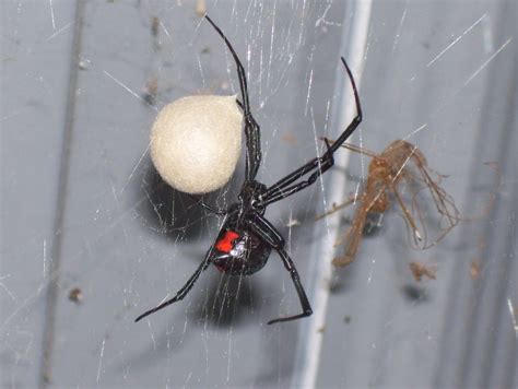 Black Widow Spider Latrodectus Sp With Egg Sack Found In My Well