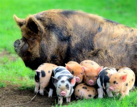 American Kunekune Pig Society Home Милые детеныши животных