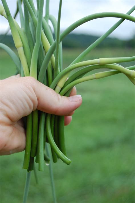 Growing Garlic Garlic Scapes Are Delicious In Soups And St Flickr