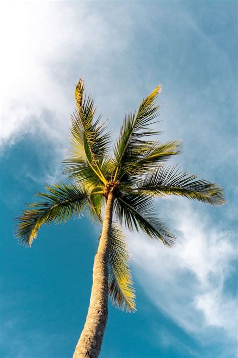 1000 Amazing Palm Tree Photos · Pexels · Free Stock Photos Beach