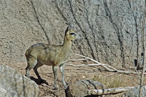 Small African Antelope Glen Van Etten Flickr
