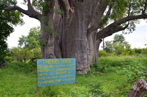 The Big Tree Zimbabwe Sign World Adventurer