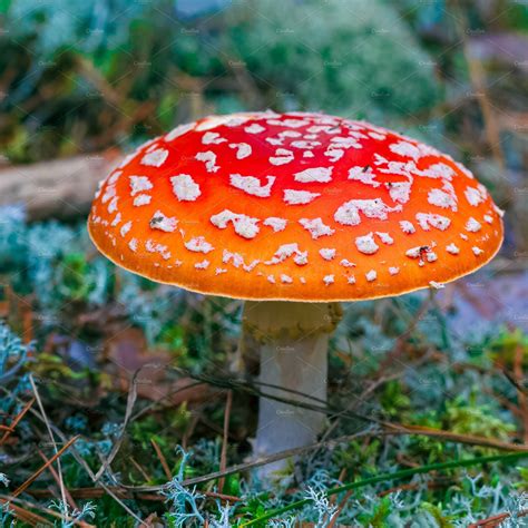 Amanita Muscaria Poisonous Mushroom Stock Photos Creative Market
