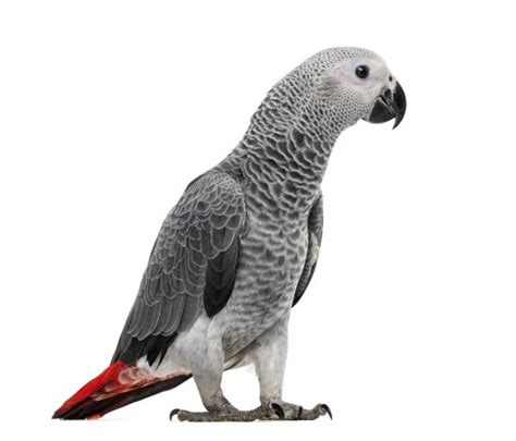 African Grey Parrot Stock Photo By ©cynoclub 73558369