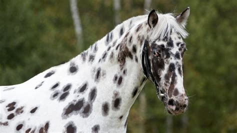 14 Common Black And White Horse Breeds