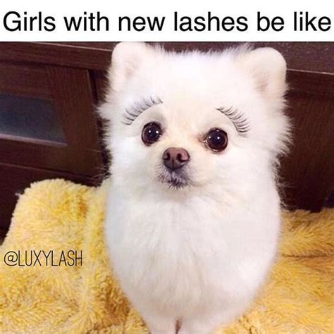 Chihuahua Eyelashes Meme Pets Lovers