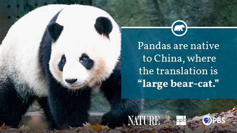 Panda Fact Sheet Blog Nature Pbs