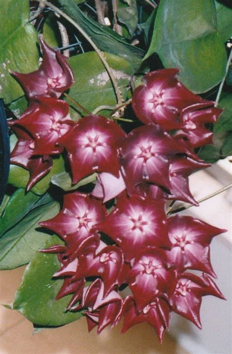 They are also best kept in indirect light. HOYA MACGILLIVRAYI - ssp. Langkelly Creek - 125mm Hanging ...