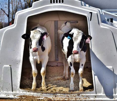 Pair Housing Benefits Calves Dairy
