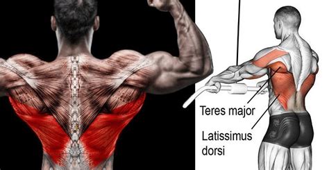 If you're hit with a muscle cramp, it will get your attention right away. Best Muscle-Building Back Exercises For a V-Tapered Back