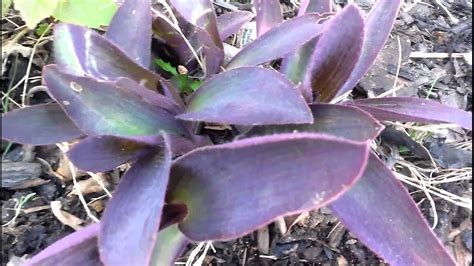 The Purple Heart Plant How To Care For Purple Heart Plant Updated