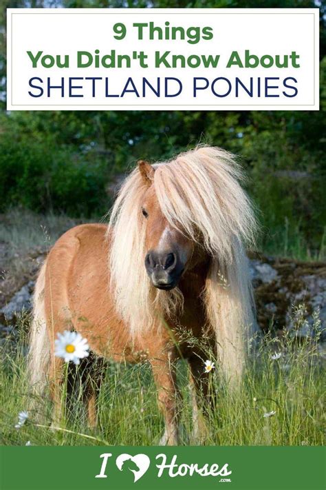 For Many A Shetland Pony Is Their First Introduction To Riding Most