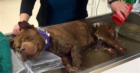 Badly Injured Pit Bull Rescued From Fighting Gets Warm Bath For The