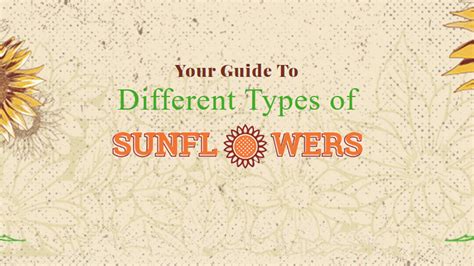 Your Guide To Different Types Of Sunflowers 1800flowers Petal Talk