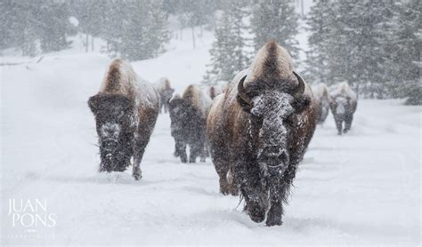 500px On Twitter Snowy Bison Yellowstone National Park By Jpons
