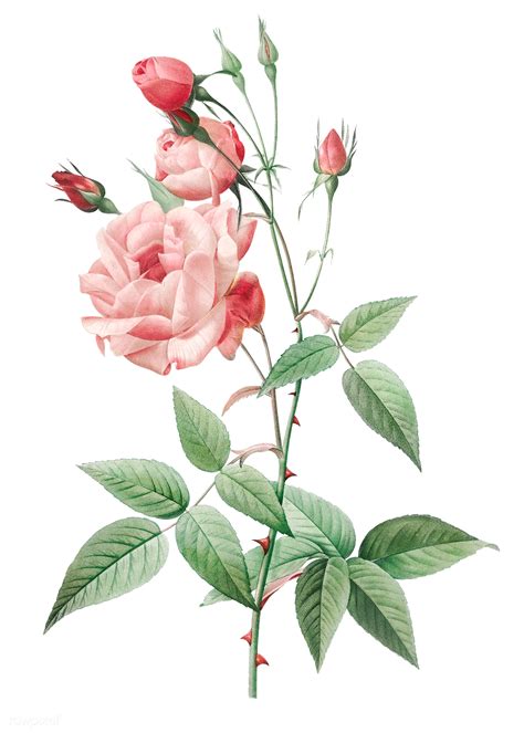 Vintage pink rose drawing | Free transparent png - 574098