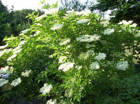 It occurs after autumn and before spring in each year. Video: Holunder erkennen - Holunderblüten sammeln - Neues ...