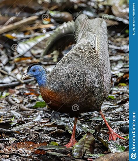 Nature Wildlife Image Of The Great Argus In The Deep Jungle In Sabah