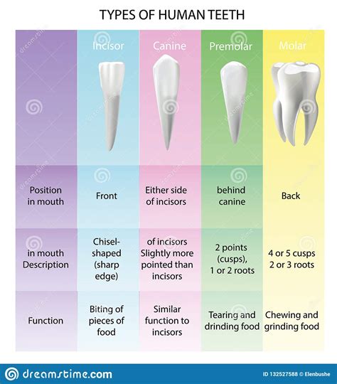 Types Of Teeth Realistic Various Human Stock Vector Illustration Of