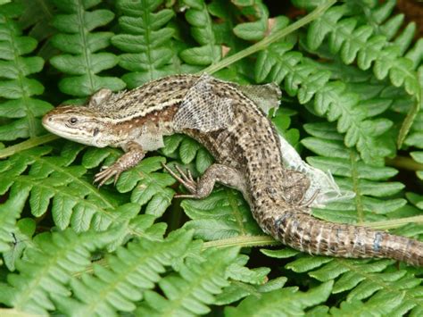 Common Lizard Norfolk Wildlife Trust