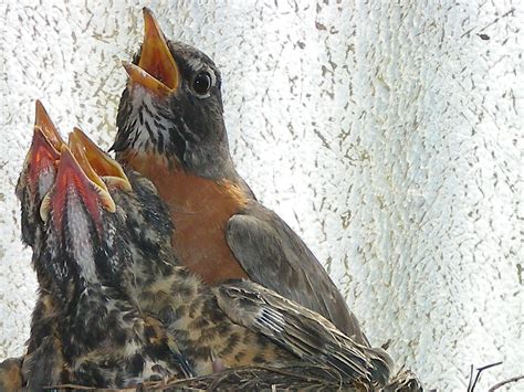 american robin nesting Archives - Birds Calgary