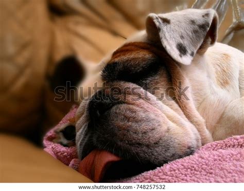 English Bulldog Sleeping Deeply Stock Photo 748257532 Shutterstock