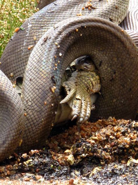 Gallery Snake Eats A Crocodile Australian Geographic