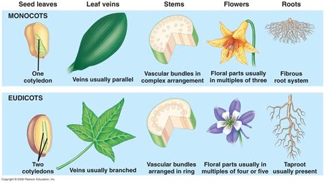 Types Of Seed Plants Monocots And Dicots Plant Science Science