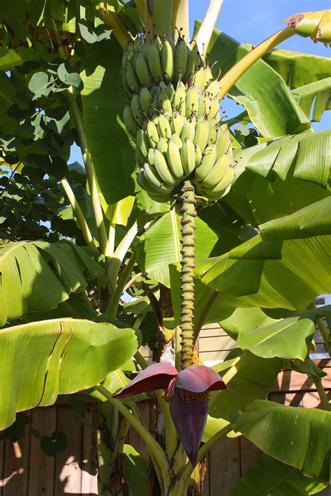 We did not find results for: Banana Tree With Fruit And Blossom Free Stock Photo ...