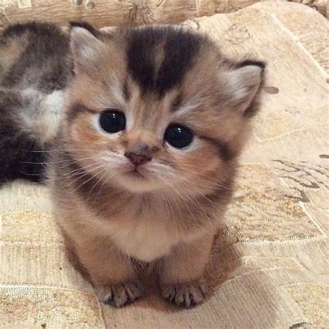 Very Cute Kittens