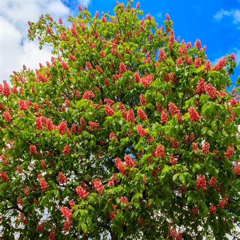 Aesculus Carnea Red Horse Chestnut Horomidis Agronomic Corp