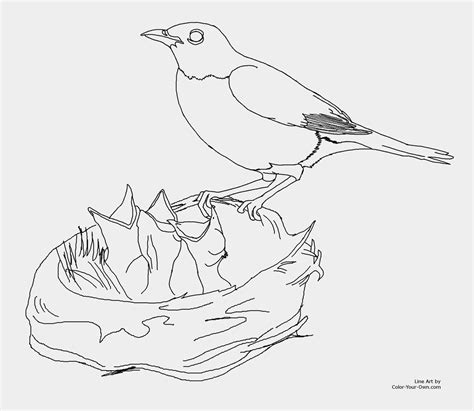 Robin Bird Coloring Pages At Getdrawings Free Download