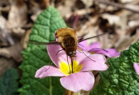 Urban Pollinators Winter Flowers For Bees And Other Pollinators