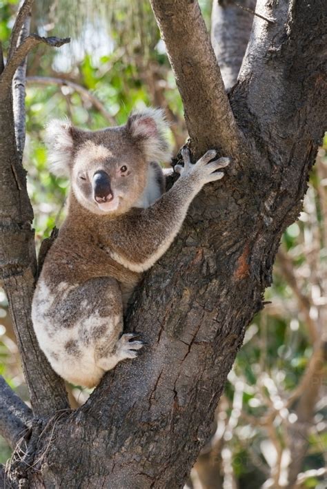 Image Of Close Up Of A Koala Sitting In The Fork Of A Tree Austockphoto