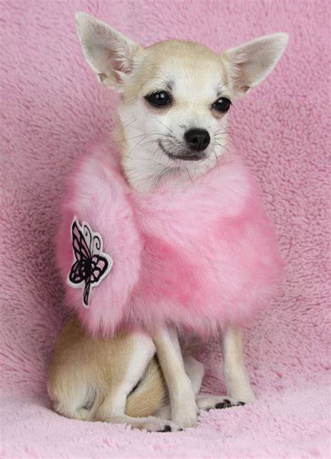 Set an alarm on your cell phone to remind you. Meet the Shout chihuahua. She's such a princess! | Puppy ...