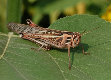 Grasshoppers And Crickets Nc State Extension