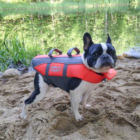 The french bulldog should not weigh more than 28 pounds, making him easily portable. Clyde wearing medium | French bulldog rescue, Bulldog ...