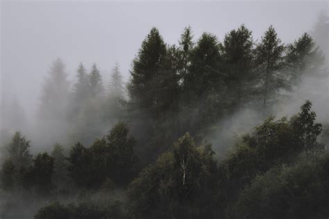 Wallpaper Mist Pine Trees Landscape 4000x2666 Dantes339 1479967