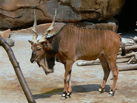 List African Animals With Horns African Gazelles And Antelope