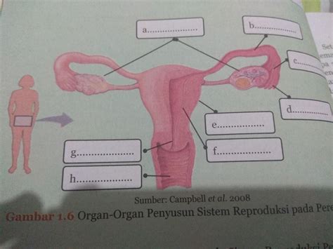 Gambar Struktur Organ Penyusun Sistem Reproduksi Pada Perempuan