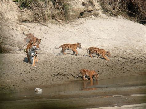 Bardia National Park Tour Price Best Time Things To Do In Bardia